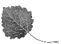 Aspen leaf / Espenblatt